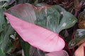 Beautiful pink and dark green half moon leaf of Philodendron Pink Princess Royalty Free Stock Photo