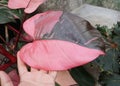 Beautiful pink and dark green leaf of Philodendron Pink Princess, a popular tropical plant Royalty Free Stock Photo