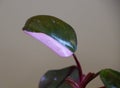 Pink and dark green leaf of Philodendron Pink Princess tropical plant Royalty Free Stock Photo