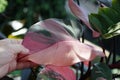 Beautiful pink and dark green variegated leaf of Philodendron Pink Princess, a popular houseplant Royalty Free Stock Photo