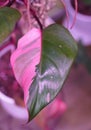 Beautiful pink and dark green variegated leaf of Philodendron Pink Princess, a popular exotic houseplant Royalty Free Stock Photo