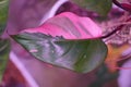 Beautiful pink and dark green variegated leaf of Philodendron Pink Princess Royalty Free Stock Photo