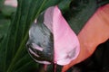 Beautiful pink and dark green variegated leaf of Philodendron Pink Princess Royalty Free Stock Photo