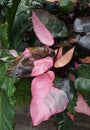 Beautiful pink and dark green variegated leaves of Philodendron Pink Princess, a rare tropical plant Royalty Free Stock Photo