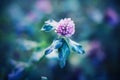 A beautiful pink delicate clover flower in a meadow is covered with large drops of transparent fresh pure dew. Meadow wildflower Royalty Free Stock Photo