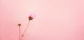 A beautiful pink delicate cosmea flower blooms on a thin stem on a pink background. Nature Royalty Free Stock Photo