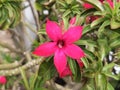 Beautiful pink desert rose flower in garden Royalty Free Stock Photo