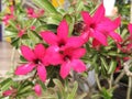 Beautiful pink desert rose flower in garden Royalty Free Stock Photo