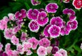 Beautiful Pink Dianthus Chinensis flowers in garden, flower background Royalty Free Stock Photo