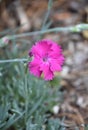 Beautiful Pink Dianthus Flower Blooming and Flowering Royalty Free Stock Photo