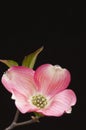 Beautiful pink dogwood blossom Royalty Free Stock Photo