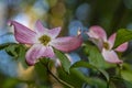 The Beautiful Pink Dogwood Blossom Royalty Free Stock Photo