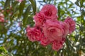 Beautiful pink, double, flowers of the Oleander in a park in Rethymno, Crete, Greece Royalty Free Stock Photo