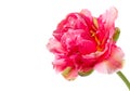Beautiful pink double peony tulip