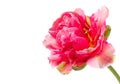 Beautiful pink double peony tulip Royalty Free Stock Photo
