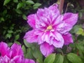 Beautiful pink double flowered clematis in a backyard garden. Clematis cultivar `Piilu`. Royalty Free Stock Photo
