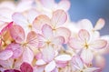 Beautiful pink dry hydrangea flowers background. Floral abstract background Royalty Free Stock Photo