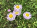 Beautiful Pink Eastern Daisy Fleabane Wildflowers - Erigeron annuus
