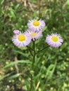 Beautiful Pink Eastern Daisy Fleabane Wildflowers - Erigeron annuus