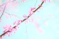 Beautiful Pink Eastern Redbud Tree Blossoms Royalty Free Stock Photo