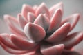 Beautiful pink echeveria cactus  close-up macro soft focus Royalty Free Stock Photo