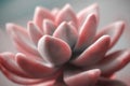 Beautiful pink echeveria cactus close-up macro soft focus