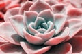 Beautiful pink echeveria cactus  close-up macro soft focus Royalty Free Stock Photo