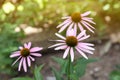 Beautiful pink Echinacea flowers growing outdoors on sunny day Royalty Free Stock Photo