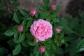 Beautiful pink English rose close-up in the garden. Close-up top down view of a blooming hybrid tea rose. copy space Royalty Free Stock Photo