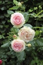 A beautiful pink english rose with full blossoms and buds Royalty Free Stock Photo