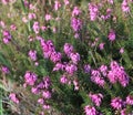 Pink Erica gracilis