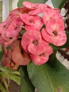 beautiful pink euphorbia flowers
