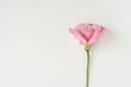 Beautiful pink eustoma flowerlisianthus in full bloom. Bouquet of flowers on a white background