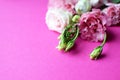 Beautiful pink eustoma flowers lisianthus in full bloom with buds leaves. Bouquet of flowers on fuchsia background. Copy space