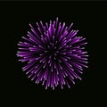 Beautiful pink firework. Bright firework isolated on black background. Light purple decoration firework for Christmas