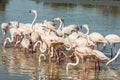 Beautiful pink flamingo birds in Camargue national park in France Royalty Free Stock Photo