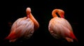 Beautiful pink flamingo birds pruning their feathers