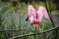 beautiful pink flamingo flapped its wings in nature Royalty Free Stock Photo