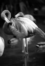 Beautiful pink flamingo. Flock of Pink flamingos in a pond. Flamingos or flamingoes are a type of wading bird in the