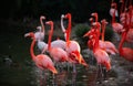 Beautiful pink flamingo. Flock of Pink flamingos in a pond. Flamingos or flamingoes are a type of wading bird in the