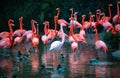 Beautiful pink flamingo. Flock of Pink flamingos in a pond. Flamingos or flamingoes are a type of wading bird in the