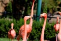 Beautiful Pink Flamingo having a conversation in the Oklahoma City Zoo Royalty Free Stock Photo