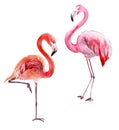 Beautiful pink flamingo isolated on white background. Couple of exotic birds. Watercolor painting.