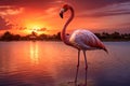 Beautiful pink flamingo in lake with reflection on beautiful sunset background. AI Royalty Free Stock Photo