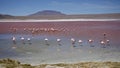 Flamingoes on the spectacular pink Laguna Colorada, Bolivia.