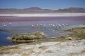 Flamingoes on the spectacular pink Laguna Colorada, Bolivia.