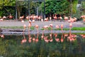 Beautiful pink flamingos in bird zoo park in Walsrode, Germany. Interesting park for families, children and school Royalty Free Stock Photo