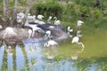 beautiful pink flamingos in the nature playing in water pond