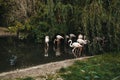 Beautiful pink flamingos on prague zoo pond. Tropical exotic birds.