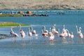 Beautiful pink flamingos resting and feeding in water of lagoon on Luderitz peninsula, Namibia, Southern Africa